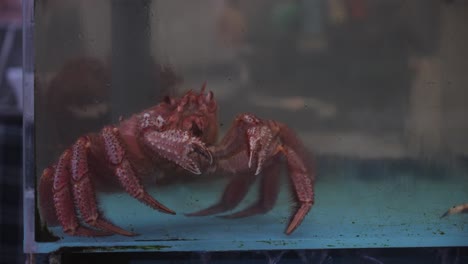 Lebende-Rote-Krabbe-Im-Tank-Auf-Dem-Hakodate-Asaichi-Morgenmarkt-Gesehen