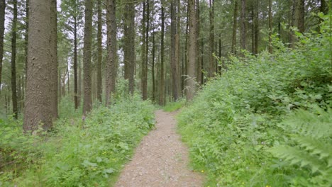 Walking-along-woodland-pathway-towards-tall-pine-trees,-English-countryside,-Lancashire,-UK,-Sony-FX30