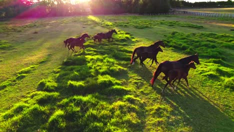 Toma-Establecida-De-Caballos-Corriendo,-Muchos-Caballos-Y-Potros-Corriendo-Por-La-Granja-Verde-Con-Rayos-De-Sol-Entrando-Directamente-A-La-Cámara-Del-Dron