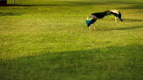 Es-Increíble-Ver-La-Escena-Desde-El-Frente-En-Cámara-Lenta-En-La-Que-El-Pájaro-Pavo-Real-De-Dos-Colores-Explora-El-Suelo.