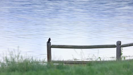 Bird-on-Fence-Near-Lake,-Bird-in-Colorado-Sitting-on-a-Fence-During-Golden-Hour,-Beautiful-View-of-Bird-on-Fence