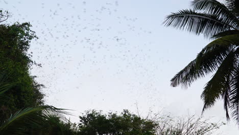 Flock-of-birds-circling-over-palm-trees-in-Indonesia-on-sky-background