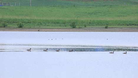 Patos-Cruzando-Un-Lago-En-Boulder-Colorado,-Patos-En-Una-Fila-Sobre-El-Agua,-Pájaros-De-Colorado