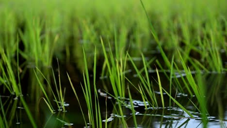 Reisanbau-Im-Reisfeld-Von-Kerala-In-Feuchtgebieten,-Indischer-Reisanbau,-Babyreispflanzen