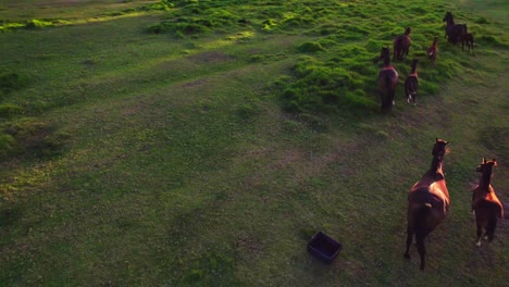 Demasiados-Caballos-De-Color-Rojo-Corren-En-Una-Granja-Verde-Y-Una-Cámara-De-Drones-Los-Sigue