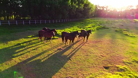Amazing-Aerial-drone-camera-moving-forward-too-many-horse-running-at-farm-in-Cape-Town,-South-Africa,-wild-horses-grazing-and-running-in-a-green-field,-sun-rays-reflected-into-camera