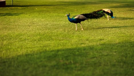 Die-Szene-Von-Vorne-In-Zeitlupe,-In-Der-Der-Nationalvogel-Indiens,-Der-Pfau,-Auf-Dem-Boden-Pickt,-Ist-Bildgewaltig-Und-Optisch-Ansprechend