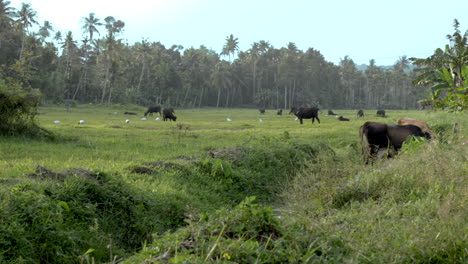indian-buffalo-grazing-in-paddy-field-and-wet-land-with-grass