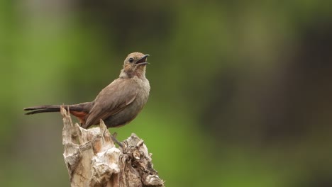 Black-robin-bird-beautiful-bird---eyes-