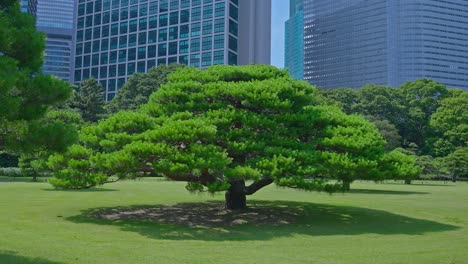 Beautiful-Japanese-traditional-garden-and-pine-tree-with-skyscrapers-Tokyo