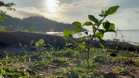 The-plants-on-the-island's-eastern-shore-are-bathed-in-the-golden-light-of-sunrise,-a-daily-ritual-of-nature's-beauty-and-renewal