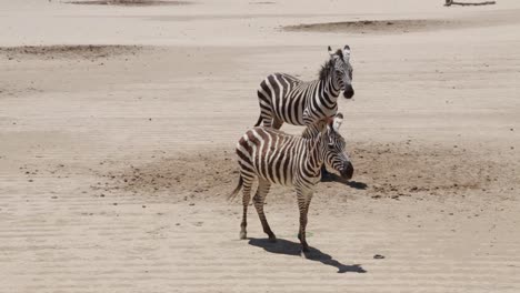 Handheld-shot-of-two-zebras-standing-still-in-a-zoo-environment-while-contemplating-their-surroundings