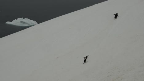 Chinstrap-penguins-walking-together-over-snow-from-feeding
