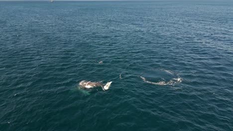 Buckelwale-Tauchen-Von-Der-Meeresoberfläche-Tief-Ins-Meer-Ein