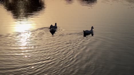 tow-floating-ducks-in-Lake,-Surat-during-a-summer-evening