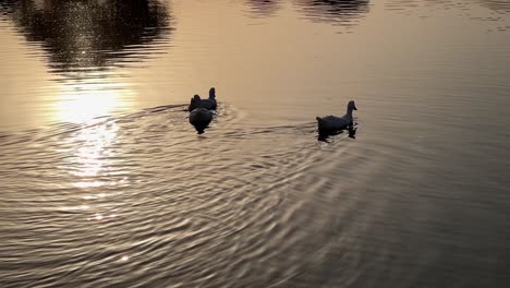 Schleppen-Sie-Schwimmende-Enten-Im-See,-Surat,-An-Einem-Sommerabend