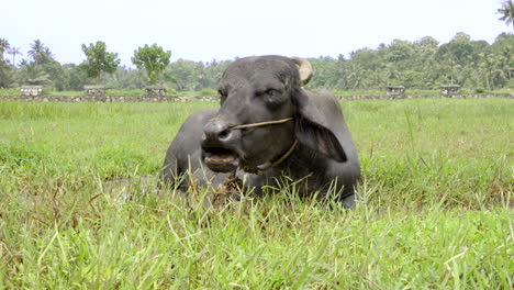 indian-buffalo-grazing-in-paddy-field-and-wet-land-with-grass