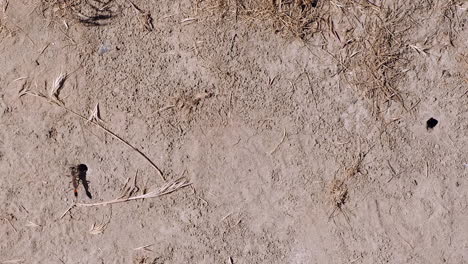 Overhead-view-of-Sand-wasps-digging-dens-in-hard-ground,-close-up