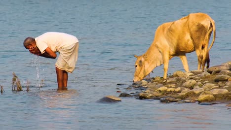 Man-performs-the-act-of-Wudu-while-his-cow-drinks-from-the-lake-nearby