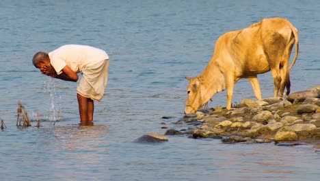 Un-Hombre-Realiza-El-Acto-De-Wudu-Mientras-Su-Vaca-Bebe-Del-Lago-Cercano.