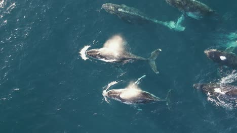 A-pod-of-Humpback-Whales-surfacing-and-breathing-air-together-at-the-same-time-off-the-coast-of-Sydney,-Australia