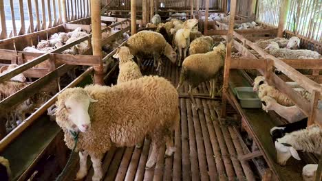 Goats-and-lambs-sharing-same-farm-building-in-Indonesia,-pan-right-view