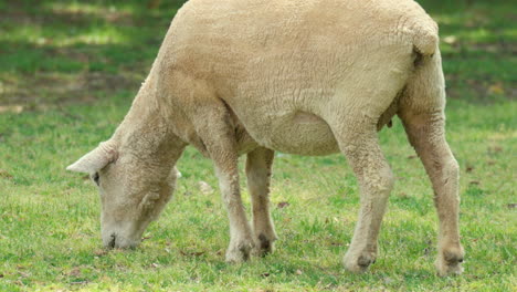 Wiltipoll-sheep-grazing-grass-on-grassy-meadow---slow-motion