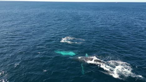Buckelwale-Tauchen-Im-Blauen-Pazifischen-Ozean-Auf