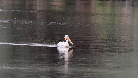 White-Pelican-swims-through-frame-on-calm-river-water,-copy-space