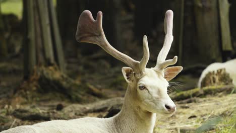 Close-up-of-a-European-albino-fallow-deer-resting-in-a-forest-preserve