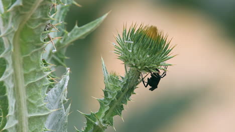 Spinnenwespe-Besucht-Die-Milchdistelblume,-Die-An-Einem-Windigen-Tag-Zu-Blühen-Beginnt