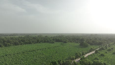 Aerial-View-Of-Large-Mango-Farm-In-Mirpur-Khas-Sindh-In-Karachi
