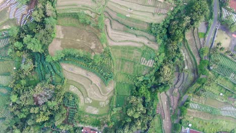 Rice-terraces-and-small-village-of-Indonesia,-aerial-top-down-view