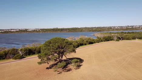 Rotational-drone-footage-of-large-tree-standing-alone-near-Joondalup-Lake,-Perth