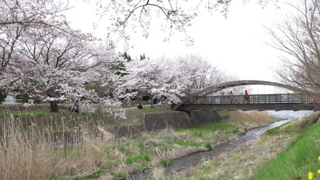 KAWAGUCHIKO,-JAPAN---APRIL-7,-2023:-Sakura-cherry-blossom-bloom-in-the-park-in-cloudy-day