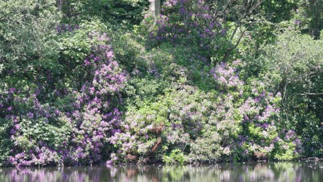 Purple-Rhododendron-bushes-and-flowers-next-to-pond-daytime,-locked-off