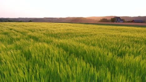 Grünes-Weizenfeld-Bei-Sonnenuntergang---Drohne-Fliegt-Aufschlussreich-Zurück