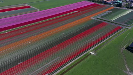 Filmische-Luftaufnahme-Wunderschöner-Tulpenfelder-Im-Ländlichen-Holland