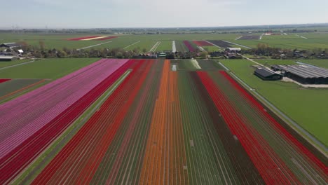 High-angle-aerial-of-beautiful-tulip-fields-in-the-Netherlands