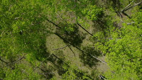 Espenbaum,-Frühling,-Gelb-violette-Blume-Im-Colorado-Wald,-Filmische-Luftdrohne,-üppiges-Grünes-Gras-Nach-Dem-Regen,-Tagsüber-Friedliche-Felsige-Bergwanderwege,-Denver,-Immergrüner-Nadelbaum,-Von-Oben-Nach-Unten-Nach-Oben
