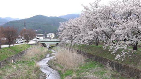 Kawaguchiko,-Japón---7-De-Abril-De-2023:-La-Flor-De-Cerezo-De-Sakura-Florece-En-El-Parque-En-Un-Día-Nublado