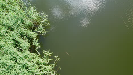Capture-of-the-pond's-shore-with-green-reeds-swaying-in-the-wind-and-lightly-rippling-water---top-down-aerial