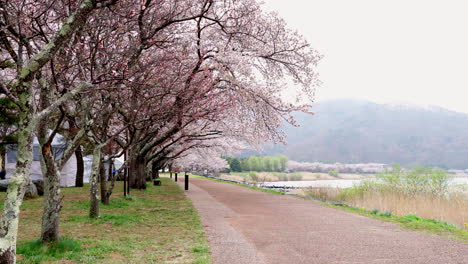 KAWAGUCHIKO,-JAPAN---APRIL-7,-2023:-Sakura-cherry-blossom-bloom-in-the-park-in-cloudy-day