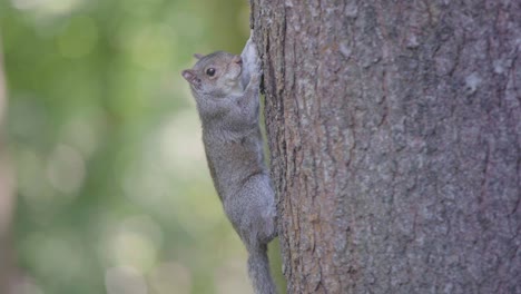 Ein-Einzelnes-Eichhörnchen-Hält-Sich-An-Einem-Baum-Fest-Und-Klettert-Hinunter,-Bis-Er-Den-Boden-Erreicht