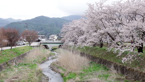 Kawaguchiko,-Japón---7-De-Abril-De-2023:-La-Flor-De-Cerezo-De-Sakura-Florece-En-El-Parque-En-Un-Día-Nublado