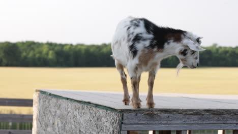 Goat-on-top-of-a-box-on-a-farm-in-Williamston,-Michigan