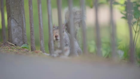Squirrel-puts-it’s-head-out-from-between-metal-bars-and-keeps-watch-out