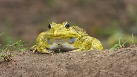 beautiful-yellow-frog-in-rain-
