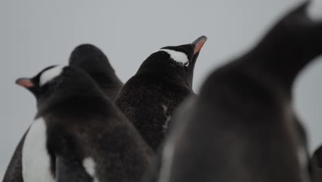 Close-up-of-a-gentoo-penguin-in-the-middle-of-a-big-colony