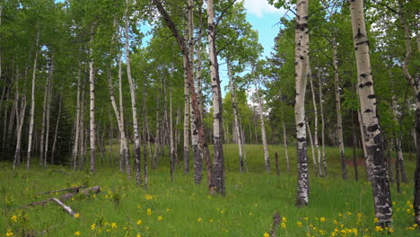Aspen-Tree-spring-yellow-flower-in-Colorado-forest-cinematic-aerial-drone-lush-dark-green-grass-wind-day-sun-peaceful-Rocky-mountain-hiking-trail-Denver-Vail-Aspen-Telluride-Evergreen-slide-back-slow